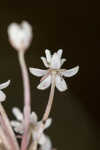 Swamp milkweed